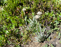 Antennaria lanata