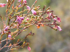 Erica gracilis