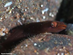 Apletodon dentatus
