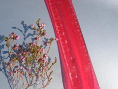 Erica gracilis