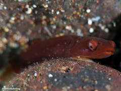 Apletodon dentatus