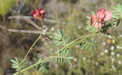 Indigofera verrucosa