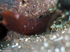 Apletodon dentatus