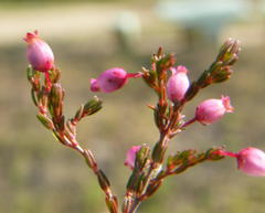 Erica gracilis