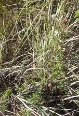 Indigofera verrucosa