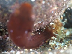 Apletodon dentatus