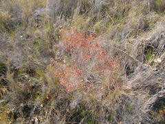 Erica gracilis