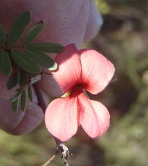Indigofera verrucosa