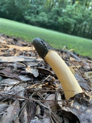 Phallus ravenelii