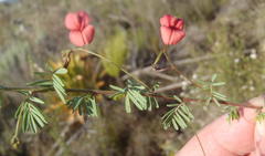 Indigofera verrucosa
