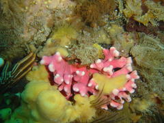 Stylaster nobilis