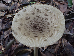 Amanita griseofolia