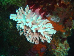 Stylaster nobilis