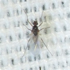 Lestremiinae