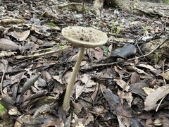 Amanita griseofolia