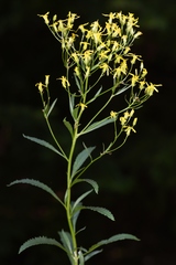 Senecio serra