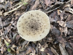 Amanita griseofolia