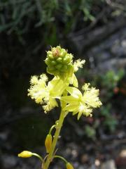 Bulbine frutescens