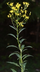 Senecio serra