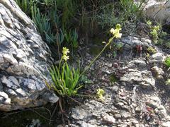 Bulbine frutescens