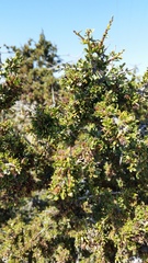 Condalia microphylla