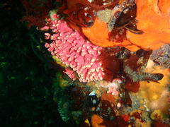 Stylaster nobilis