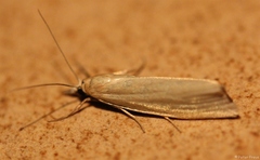 Chilo phragmitella