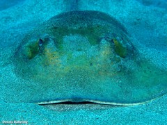 Dasyatis tortonesei
