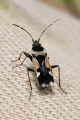 Raglius confusus