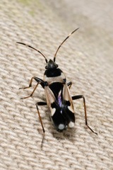 Raglius confusus