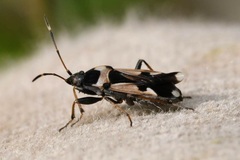 Raglius confusus