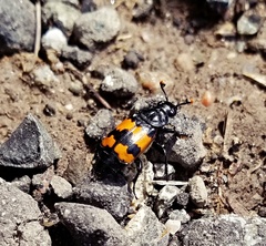 Nicrophorus investigator