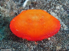 Euryozius bouvieri