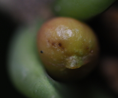 Andricus mamillaformis