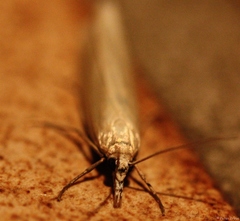 Chilo phragmitella