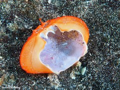 Euryozius bouvieri