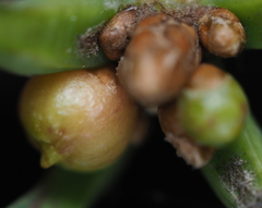 Andricus mamillaformis