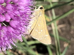 Hesperia leonardus