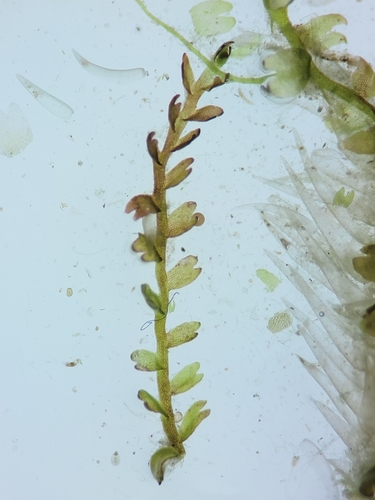 Odontoschisma fluitans