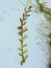 Odontoschisma fluitans