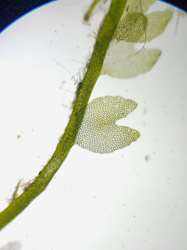 Odontoschisma fluitans