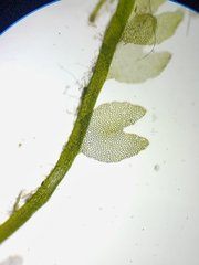 Odontoschisma fluitans