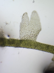 Odontoschisma fluitans