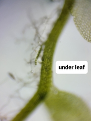 Odontoschisma fluitans