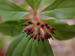 Cornus unalaschkensis