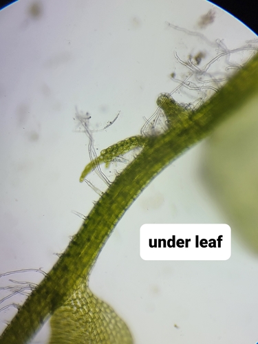Odontoschisma fluitans