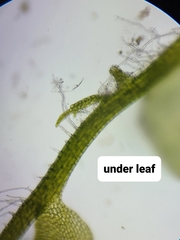 Odontoschisma fluitans