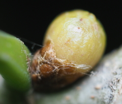 Andricus mamillaformis