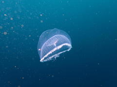 Aequorea forskalea
