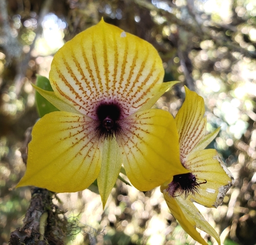 Andean Telipogon